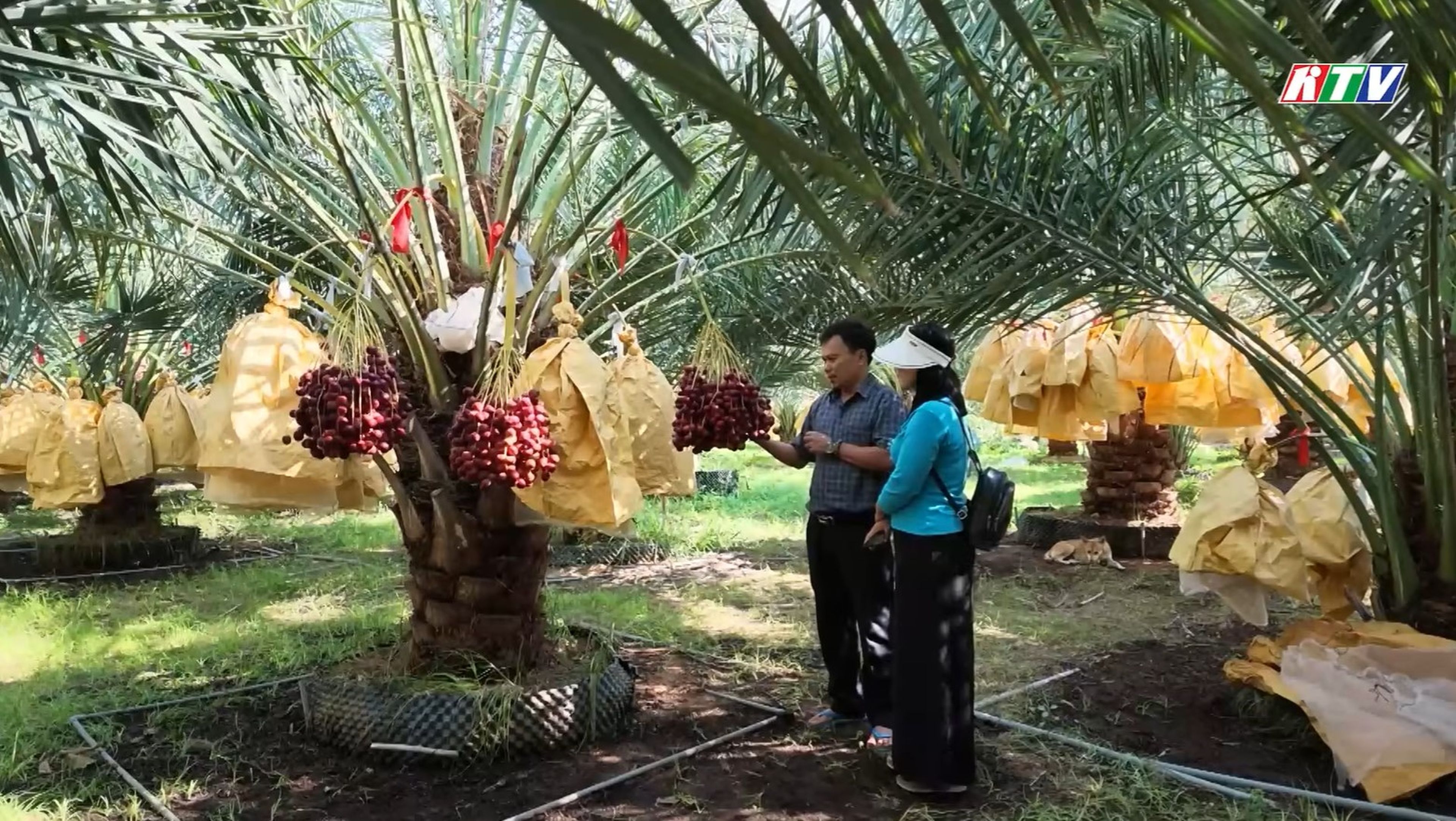 Khám Phá Vườn Chà Là Chín Rộ Độc Đáo Tại Khánh Hòa - Hình 2